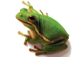 Tree Frogs Care Sheet | Petco