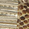 Brown Snake