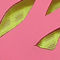 Pink/Volt