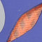 Purple/Orange