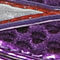 Purple/Orange