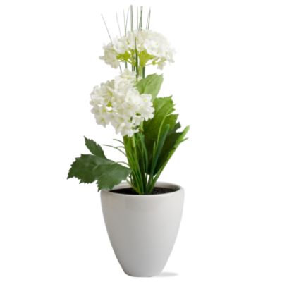 Potted White Hydrangeas