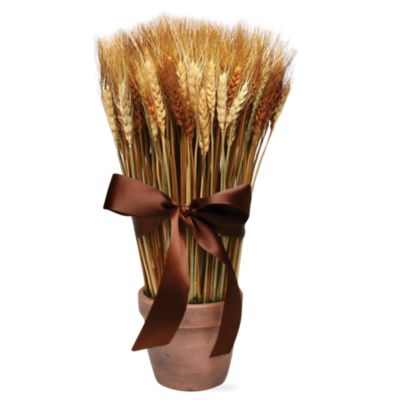Potted wheat grass large