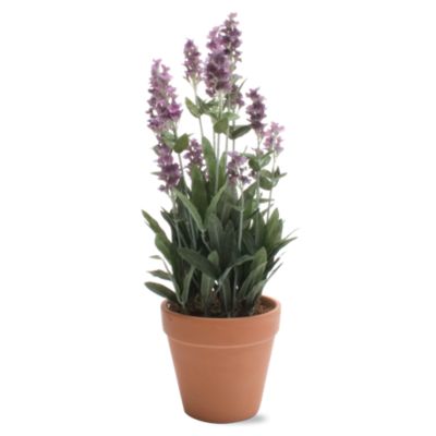 Potted Lavender In Terracotta Pot