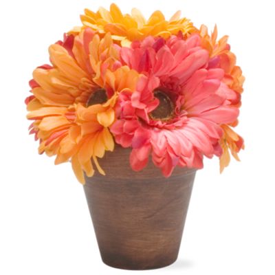 Potted Gerber Daisies