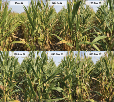 Figure 2. Nitrogen fertilization treatments in corn. Pictures were taken on 09/10/2021 at the Water Utilization Learning Center near Gothenburg, Nebraska. 
