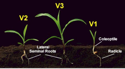 Corn - VE to V3 Growth Stages Labeled