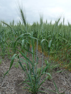Figure 2. Very low seeding rate allowing wheat plant to tiller. Stages on this plant vary from head emergence to grain fill. 