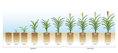 Figure 6. Sorghum growth stages infographic illustrates the nine growth stages from emergence to physiological maturity 