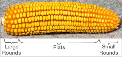 Figure 1. Seed size and shape on a corn ear varies from large rounds (left, cob base), flats (middle of cob), to small rounds (cob tip). 