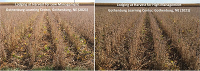 Figure 4. Lodging comparison for low management (left) and high management (right) at the Bayer Water Utilization Learning Center, Gothenburg, NE (2021).