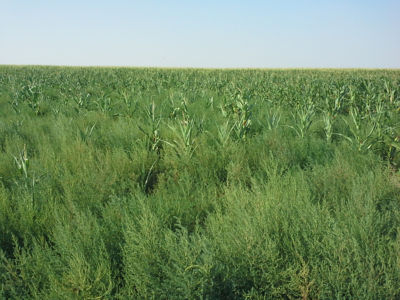 Mature kochia in a corn field