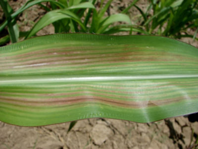 Figure 6. Magnesium deficient corn leaf.  