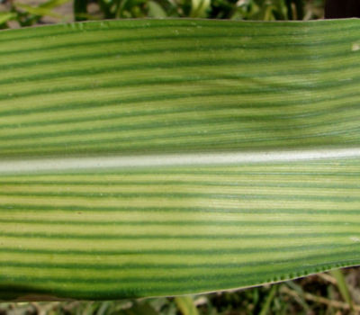 Iron (Fe) Deficiency in Corn