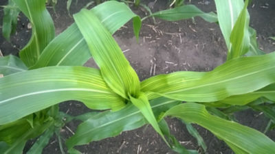 Figure 4. Sulfur deficient corn plant.  