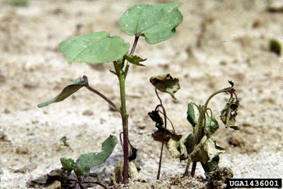 Figure 2. Blight and stunting caused by Rhizoctonia. Photo courtesy of Clemson University – USDA Cooperative Extension Slide Series, Bugwood.org.