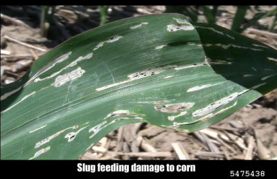 Figure 2. Slug injury to a corn leaf, referred to as window-pane injury. Roger Schmidt, University of Wisconsin-Madison, Bugwood.org 