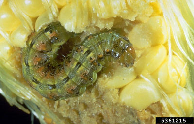 Corn Earworm