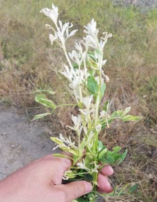 Alfalfa plant showing symptoms of Fusarium Wilt