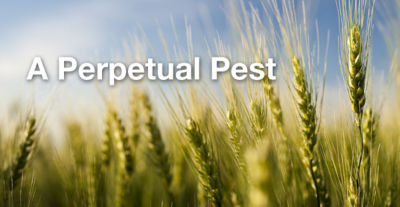 A perpetual pest text over wheat field