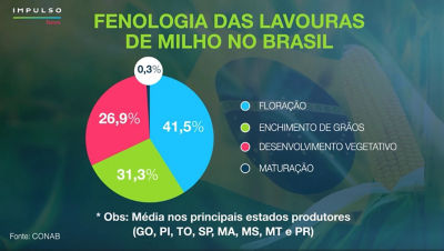 Fenologia Das Lavouras De Milho No Brasil. Floração - 41,5%; Enchimento de Grãos - 31,3%; Desenvolvimento vegetativo - 26,9%; Maturação - 0,3%; * Obs: Média nos principais estados produtores (GO, PI, TO, SP, MA, MS, MT e PR). Fonte: CONAB