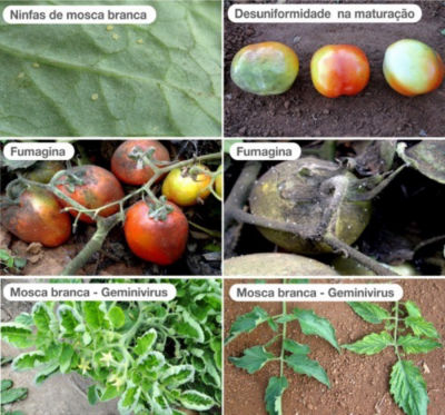 1. Ninfas de mosca branca; 2. Desuniformidade na maturação; 3, 4. Fumagina; 5, 6. Mosca branca - Geminivirus