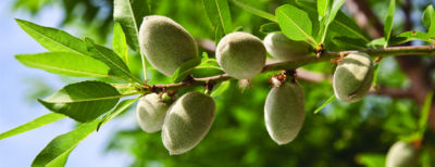 Tree nuts growing on a branch