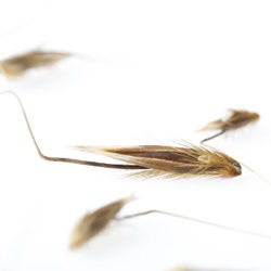 Avena fatua