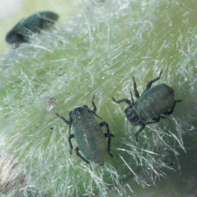 Aphis pomi