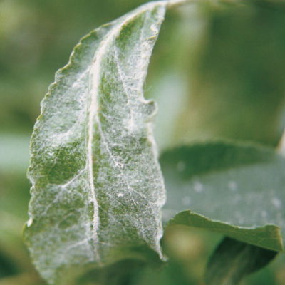 Podosphaera leucotrica