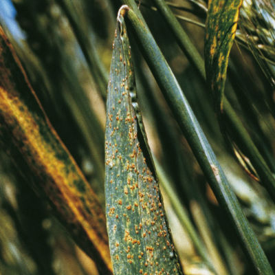 Puccinia graminis