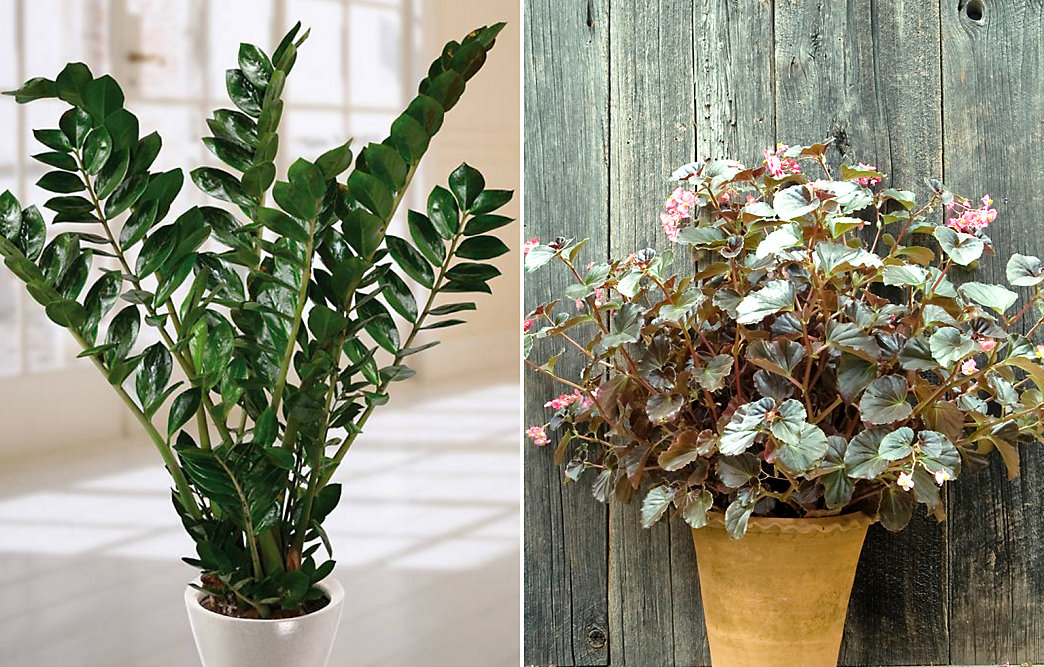 Low Light Plants for Winter at Home | The BLOG at Terrain