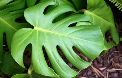 Plant Spotlight: Monstera deliciosa | The BLOG at Terrain