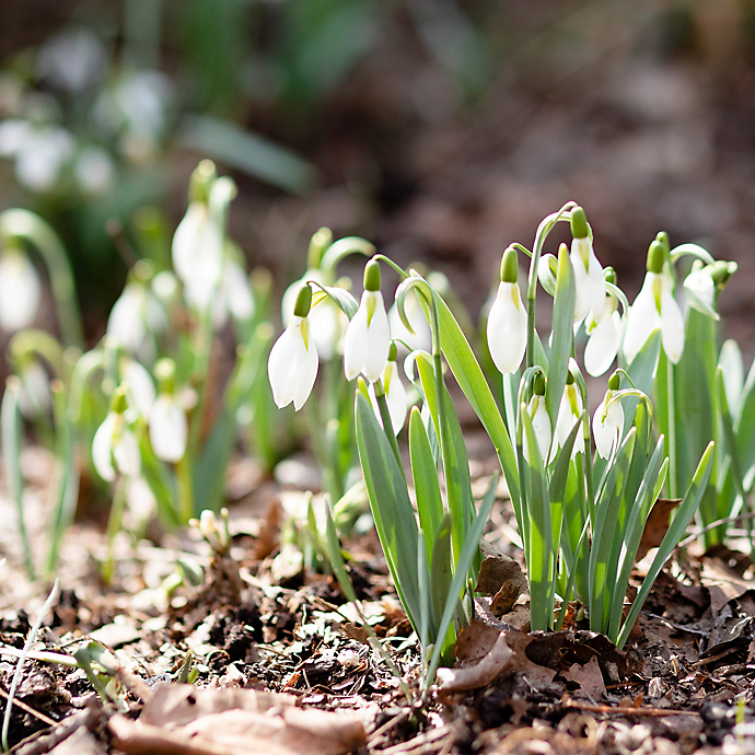 6 Things: Spring Snowdrops in Bloom