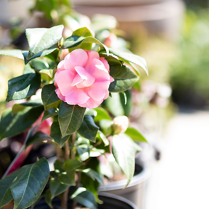 New in the Nursery: Pink Flowers for Spring