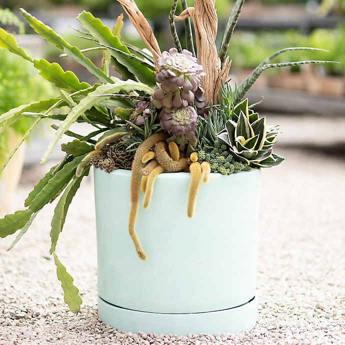 Design by Terrain: Spring Plantings in Pastel Pots