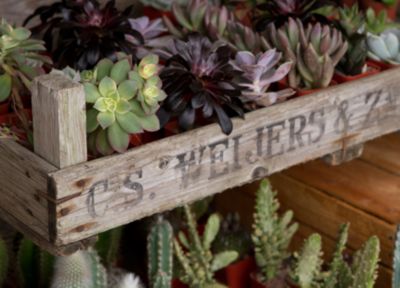 Blooming Spotlight: Terrarium Succulent Garden