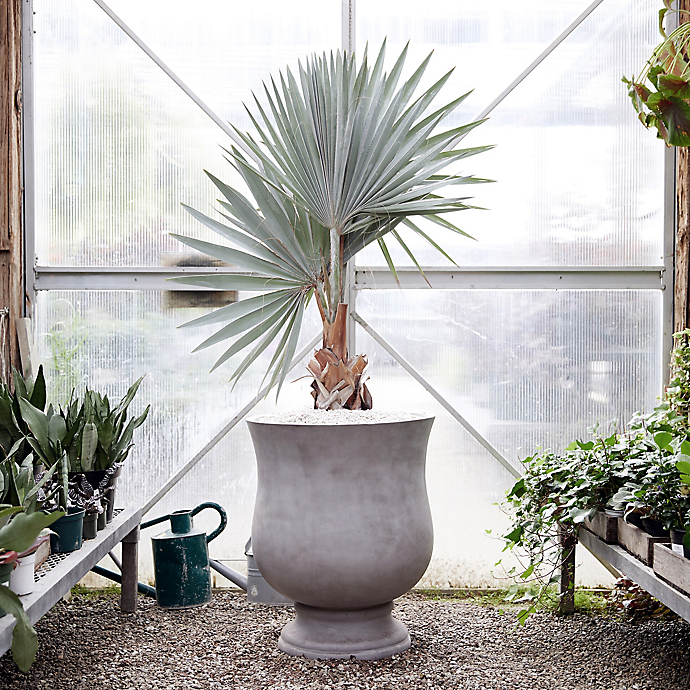 6 Things: Our Favorite Indoor Plants to Move Outdoors for Summer