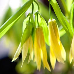 New in the Nursery: Bellwort