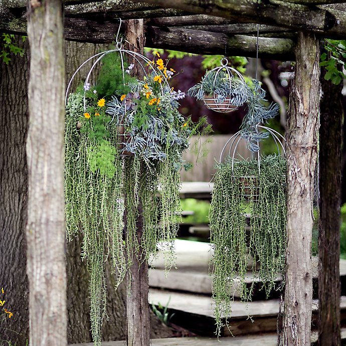 Trailing Succulents in Hanging Baskets with Beth Clevenstine