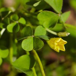 Foraging 101 with Tama Matsuoka Wong