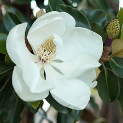 New in the Nursery: Magnolia grandiflora