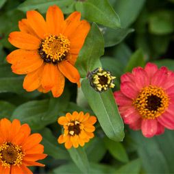 Color in the Garden