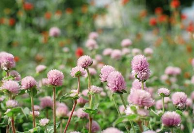 7 Flowers for Midsummer The BLOG at Terrain