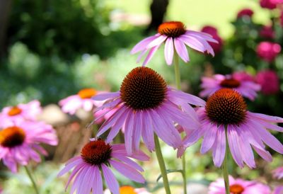 7 Flowers for Midsummer The BLOG at Terrain