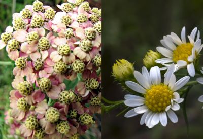 7 Flowers for Midsummer The BLOG at Terrain