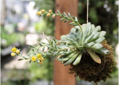  String Gardening with Free People