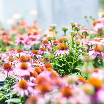 Sustainable Watering Tips with Roots Landscape Design