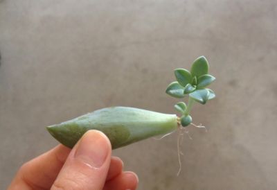 How To Propagating Succulents In The Blog At Terrain 8765