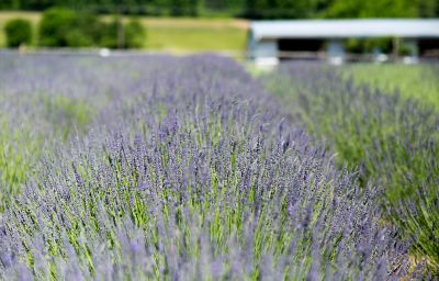 A Day at Carousel Lavender Farm The BLOG at Terrain
